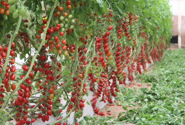 Tobralina brings flavor and Dynamism to Mexico's Tomato Maket